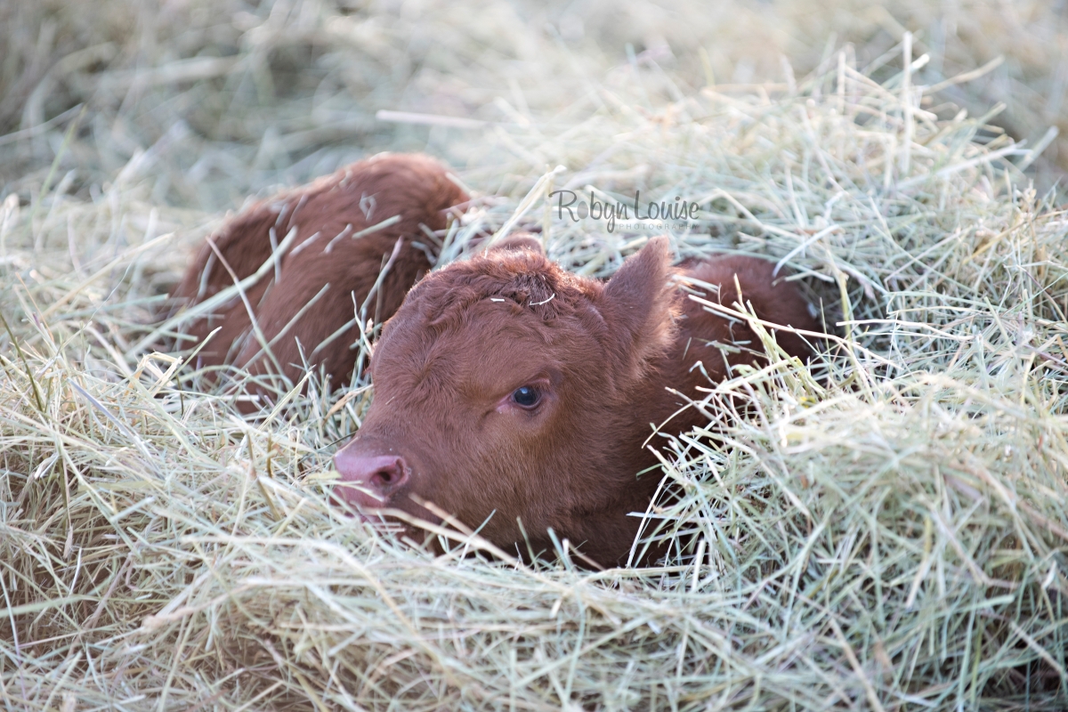 cute-calves-of-2016