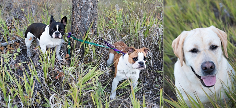 victoria-and-johnny-engagement-hound-dogs-bulldogs-lab-rudy-johnson-bridge-robyn-louise-photography0019